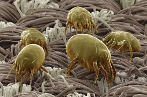 Dust-mite-on-fabric-II-300x198 Close-up of dust mites living on fabric