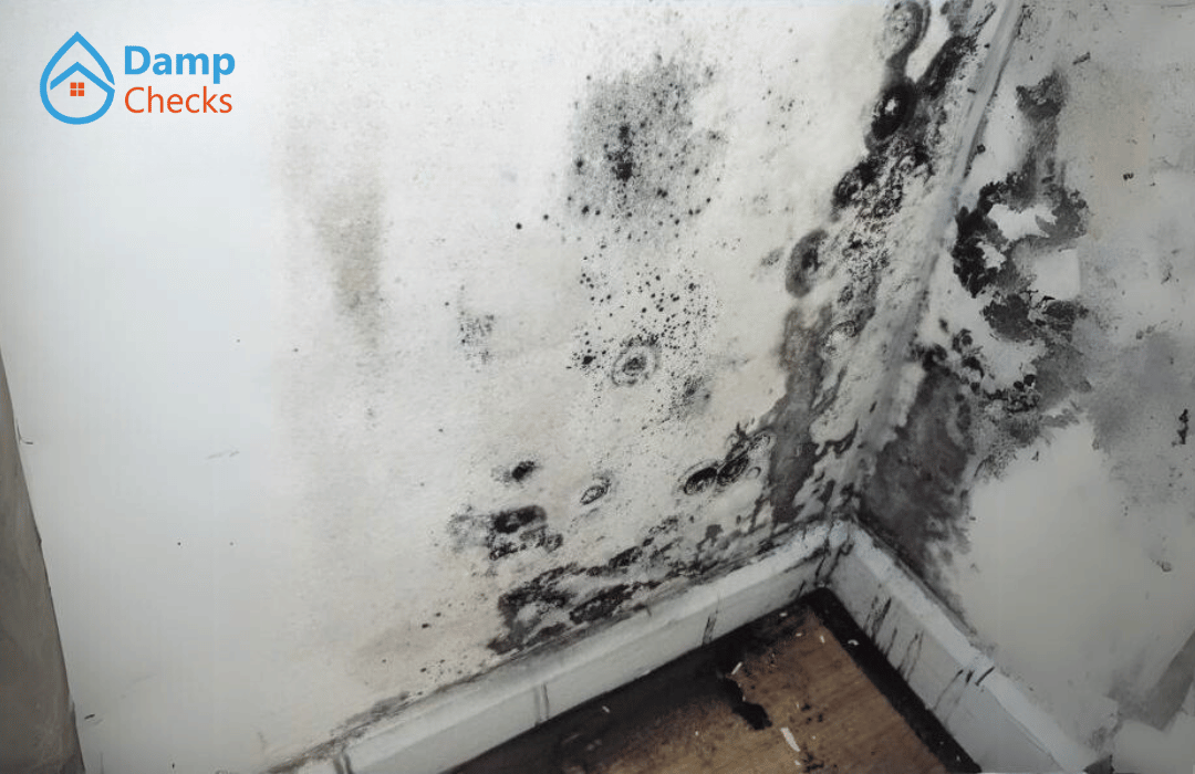 damp and mould survey saves money damp and mould survey saves money