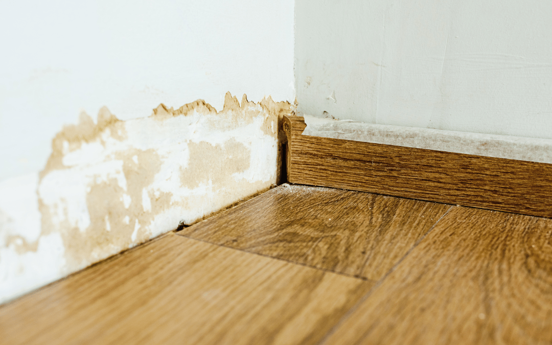 Who Can Provide the Best Advice on Resolving Damp Issues?