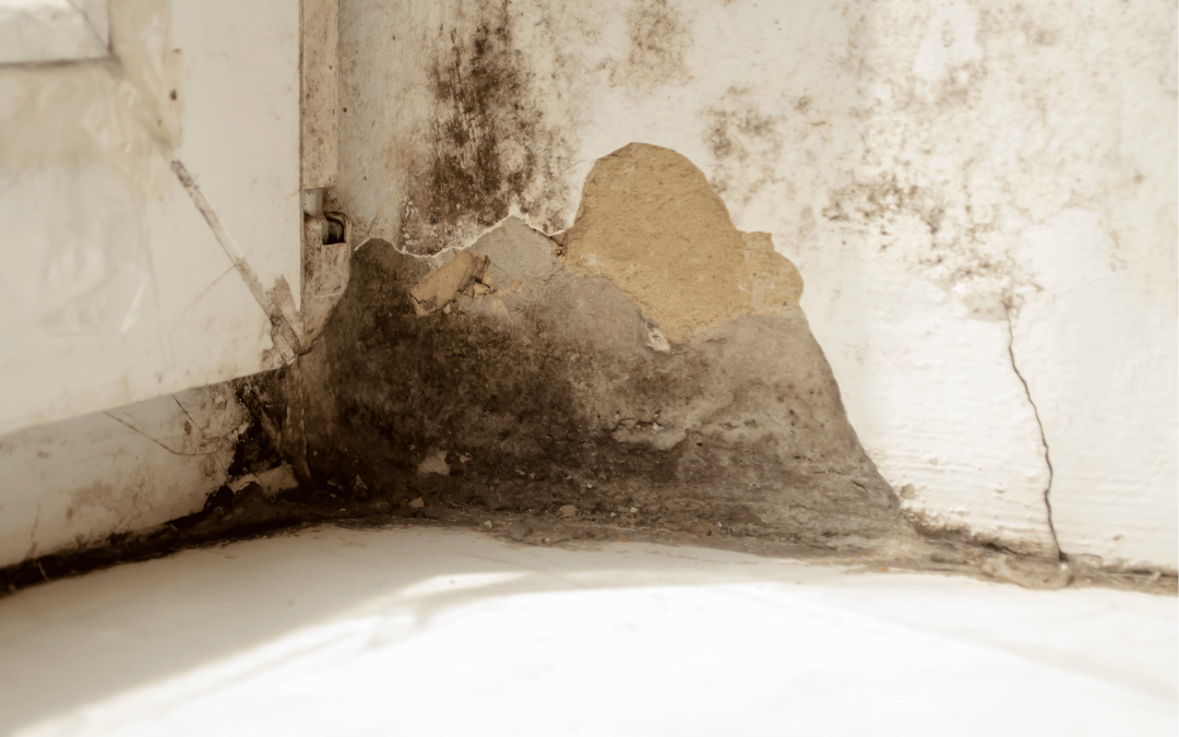 Update on Damp Checks Basement Survey