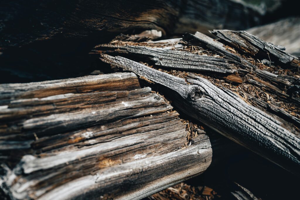Woodworm Effective Treatment In Cheltenham