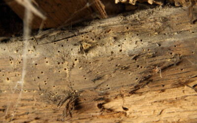 What Every Homeowner Must Know About Woodworm Effective Treatment In Cheltenham