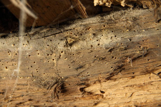 Woodworm Infested